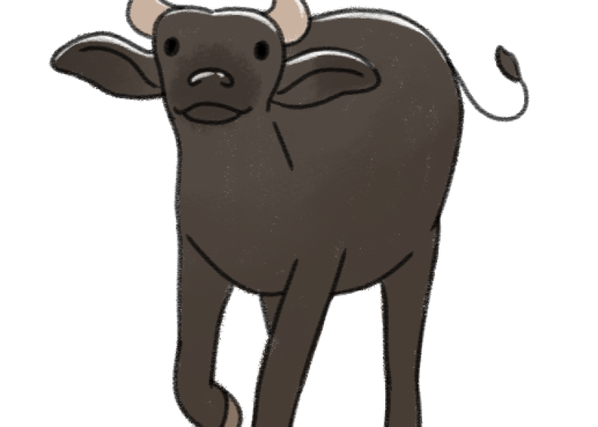 Tamaraw